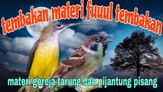 Download lagu Tembakan rapat dan jernih pijantung pisang dan gereja tarung mp3