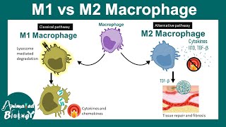 M1 vs M2 macrophage | Macrophage Subtypes | clinical importance of M1 and M2 macrophage