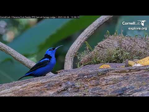 Red-legged Honeycreeper           15 37 47 4 6 25