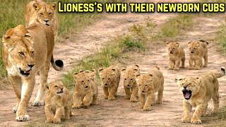 Download lagu The Lionesses Moving Their Newborn Cubs to A Safer Place | Maasai Mara National Reserve mp3 Download lagu The Lionesses Moving Their Newborn Cubs to A Safer Place | Maasai Mara National Reserve mp3