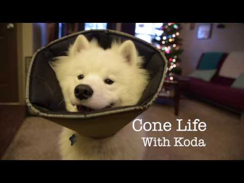 Cone Life With Koda