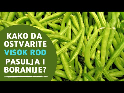 Uspešno Gajenje Pasulja i Boranije | Sprečite Opadanje Cvetova Pravim Djubrivom | AGROmedia Ep. 617