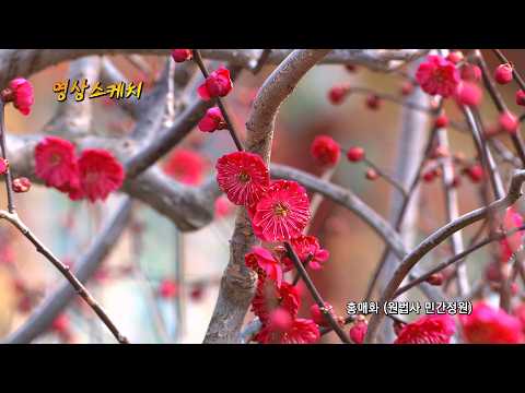 홍매화 (원법사 민간정원)