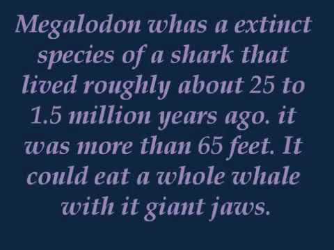 the biggest most dangerous shark EVER!!!!!!!!!!!!!!!!!!!!!!!!!!!!!!!!!!!!!!!!!! The MEGALODON