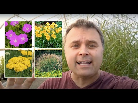 The Best Perennials for Dividing and Sharing