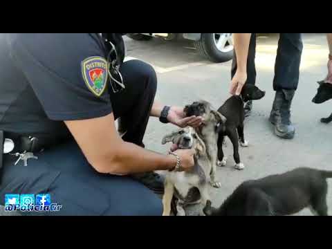 La Policía Local de Granada rescata a ocho cachorros de perro junto a un cortijo