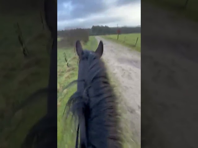 Jument KWPN,  gentille et pratique / dressage / cce 