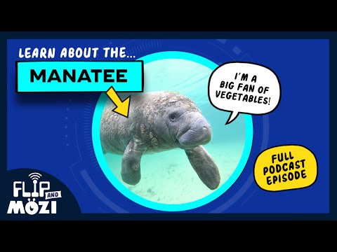Learn about the MANATEE 🤿 🫧 | Flip and Mozi | Podcast for Kids 🎧