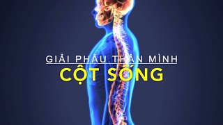 Giải phẫu thân mình: Cột sống