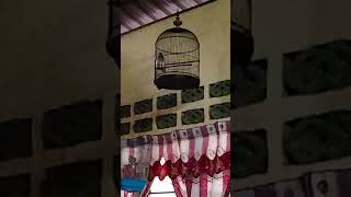 Download lagu murai buluh mp3 Download lagu murai buluh mp3