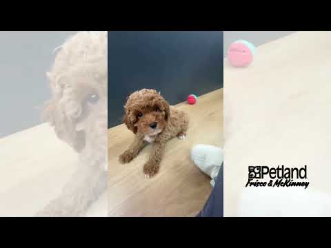 Cavapoo F1B - 40192 video preview