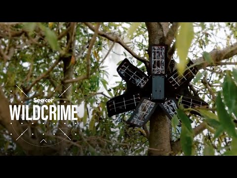舊手機如何保護雨林？ (How Old Cell Phones Are Protecting the Rainforest)