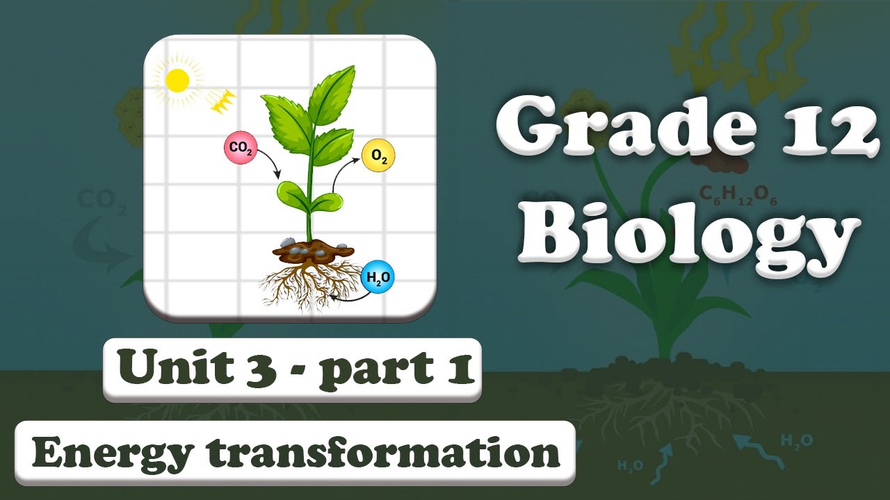 Grade 12 Biology Unit 3  Energy Transformation Part 1  | Mr. Ebisa Geleta
