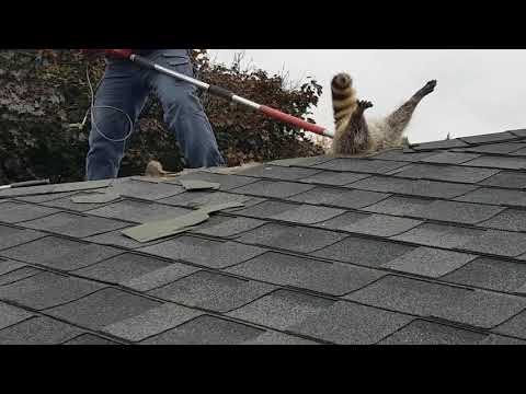 This Raccoon Getting Stuck Butt-Up Trying To Break Into An Attic Roof Feels Like Something Out Of A Cartoon