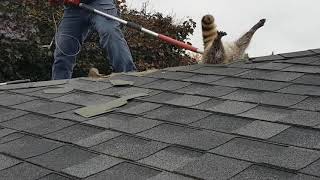 Raccoon gets stuck trying to break and enter inside a attic roof.