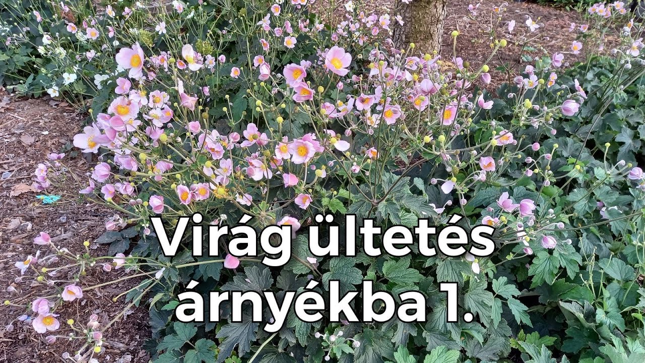 Virág ültetés árnyékba