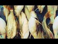 Fish Farming Tangra Fry Fish Farming Tangra Fish Farming Bangladesh