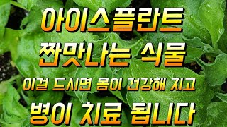 집앞 텃밭 이나 베란다에서 키우며 건강도 챙길수 있는 채소 아이스플란트