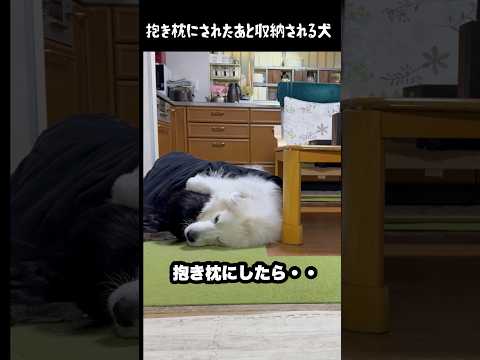 抱き枕にされた後に収納される愛犬　#greatpyrenees #癒し #大型犬のいる生活 #大型犬と暮らす #大型犬 #グレートピレニーズ #犬のいる生活 #愛犬 #ペット