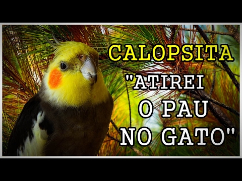 Atirei o pal no gato para ensinar sua calopsita!