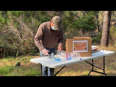 Disinfect Monterey Pine Seeds