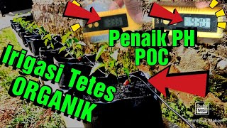 Download lagu ❤️ IRIGASI TETES ORGANIK❗CARA MENAIKKAN PH NUTRISI HIDROPONIK ORGANIK SESUAI KEINGINAN mp3 Download lagu ❤️ IRIGASI TETES ORGANIK❗CARA MENAIKKAN PH NUTRISI HIDROPONIK ORGANIK SESUAI KEINGINAN mp3