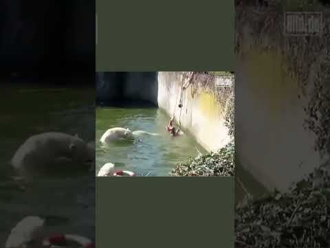 Woman fell into a polar bear area at the ZOO.