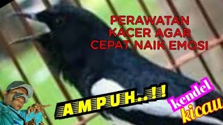 Download lagu CARA MENAIKAN EMOSI KACER DENGAN CEPAT//MINIM EXTRAFODING mp3