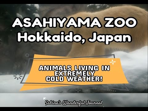 HOKKAIDO WINTER TRAVEL || Animals Living in Extremely Cold Weather! || Asahiyama Zoo