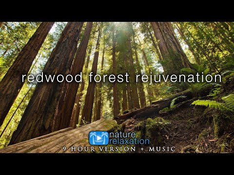 9 HOURS of Redwood Forest Rejuvenation in 4K + 528HZ Music for Inner Peace, Stress Relief & Sleep 💚