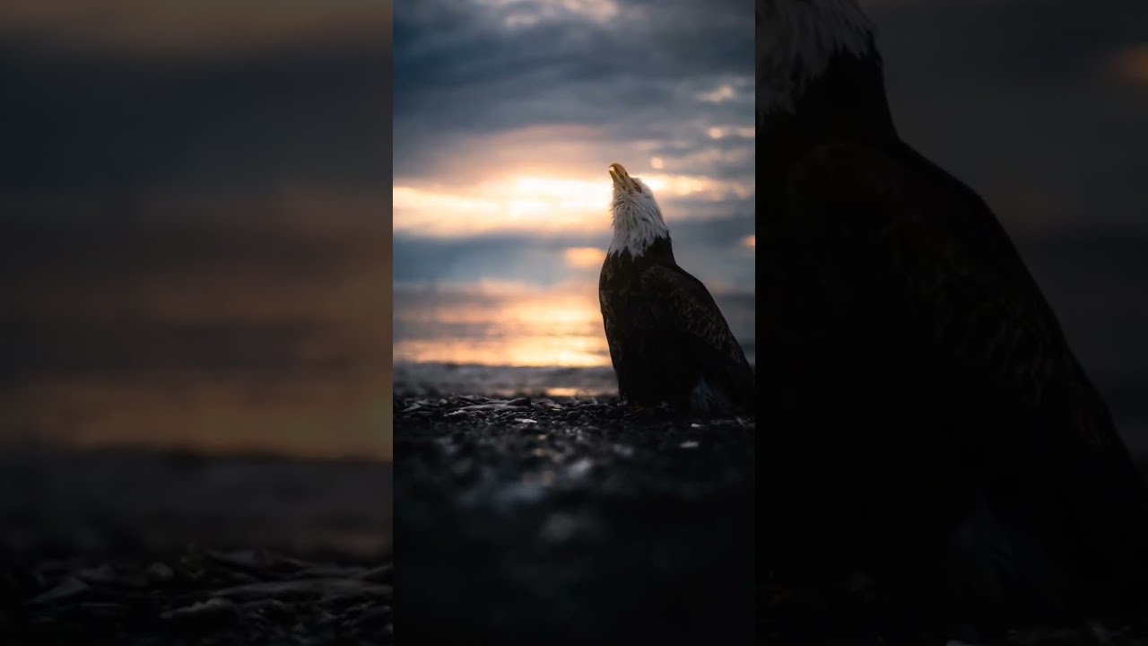 I photographed Alaskan Bald Eagles in Flight! #shorts