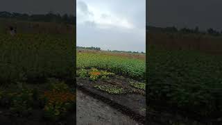 preview picture of video 'Sunflower Farm ...brgy.tinorian,barotac nuevo iloilo'