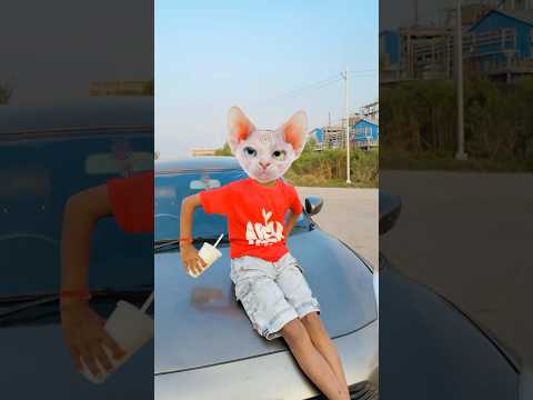 Cat kuch bol hi nhi rha #comedy #funny #shorts #shortsfeed #trending