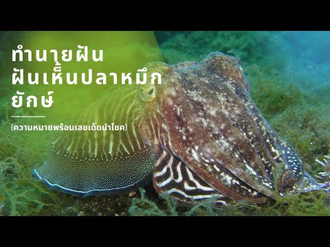 ทํานายฝัน เลขเด็ด แม่นๆ ฟรี