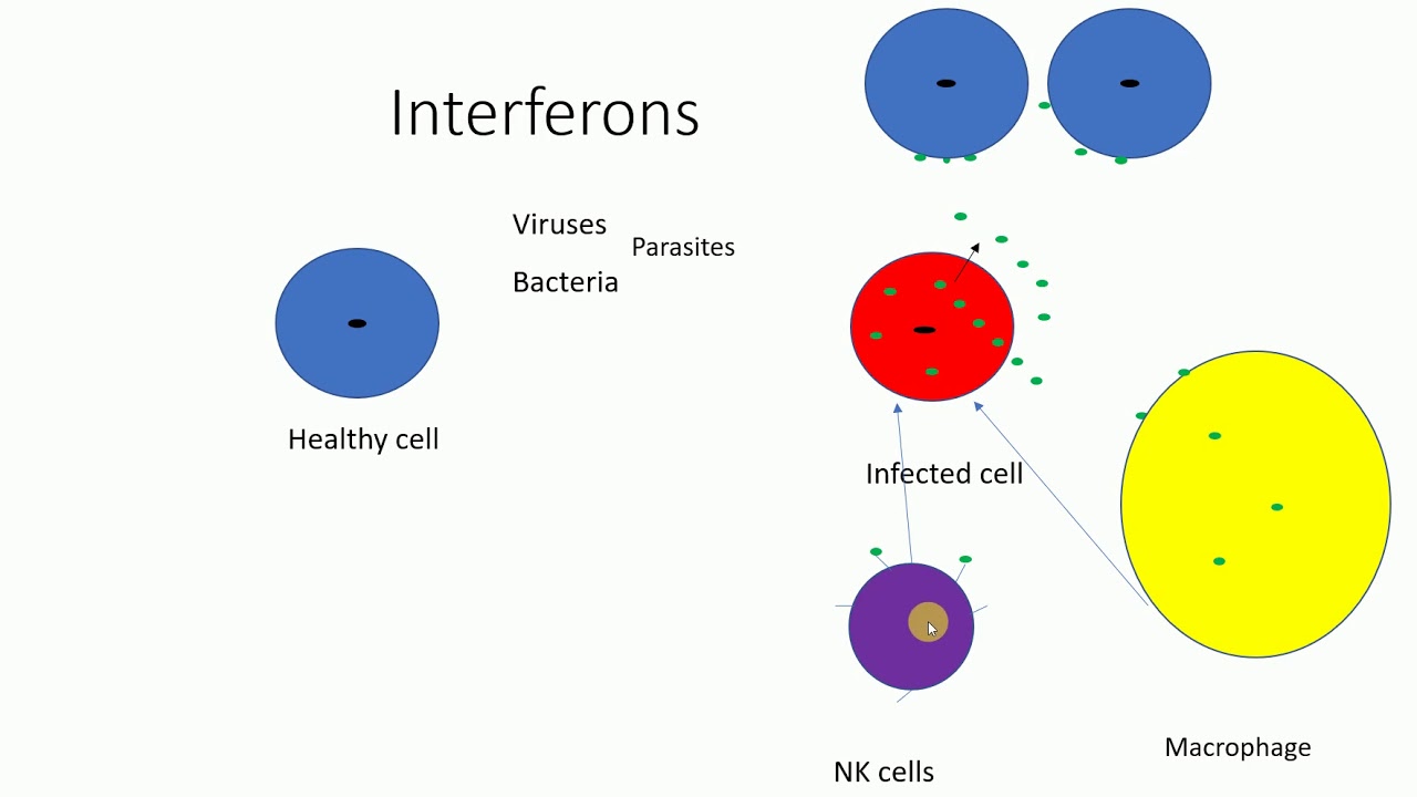 Interferons | Mechanism of Interferons | Functions of Interferons | - YouTube