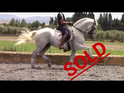 *SOLD* [R#:1844] PRE Stalliion 2009