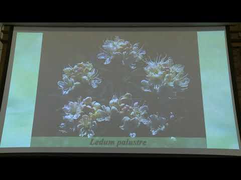 Зернов А. С. - Высшие растения - 15. Классификация растительности, растительное сообщество