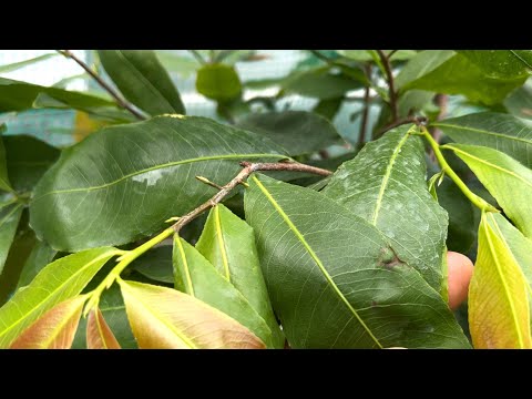 Tưới dưỡng nụ kim trong tháng 8 bằng ba số 17 tại sao