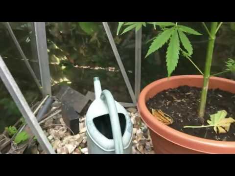 Auto cheese berry 00 seeds