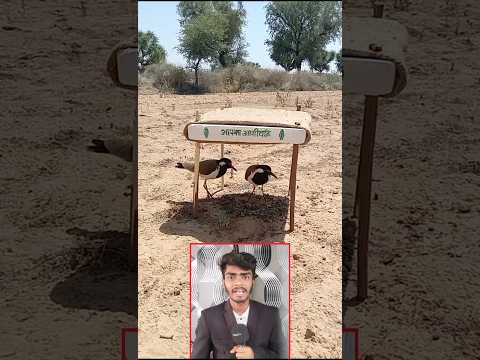 चिड़िया के लिए किसान ने बनाया अनोखा घर 🤩🐦