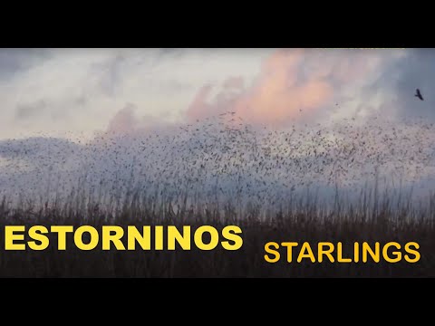 ESTORNINOS | STARLINGS | Sturnus vulgaris