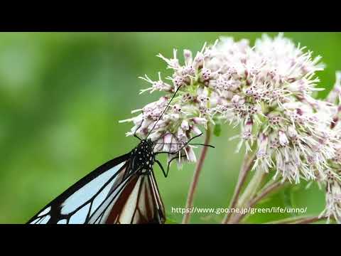 高原のアサギマダラ2024