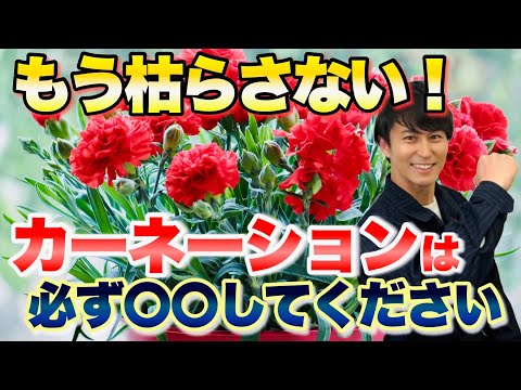 カルトゥジオのカーネーション 植物