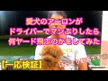【検証?】愛犬のアーロンにドライバーを打たせたら何ヤード飛ぶのか?【ゴルフ】