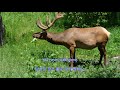 It Is No Secret What God Can Do - Anne Murray  || with lyrics (영어가사/한글번역)