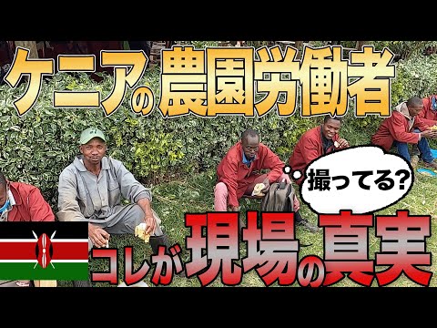 アフリカアブラヤシ、ギニアエレス、Elaeis guineensis