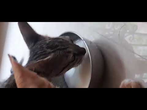 #Cat#milk#cute#kittens#rare video