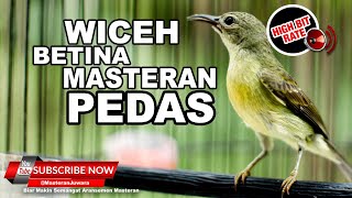 Download lagu #1🔴Suara Pedas Wiceh Betina❗️Kolibri Kelapa Betina Gacor Necret Terus mp3 Download lagu #1🔴Suara Pedas Wiceh Betina❗️Kolibri Kelapa Betina Gacor Necret Terus mp3