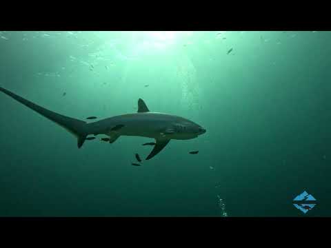 You'll fall in love with underwater Asia if you see it