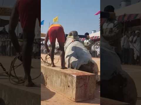 Hard pulling 500kg weight 😱 ||bull deflated 😳||#bullsrunning #short